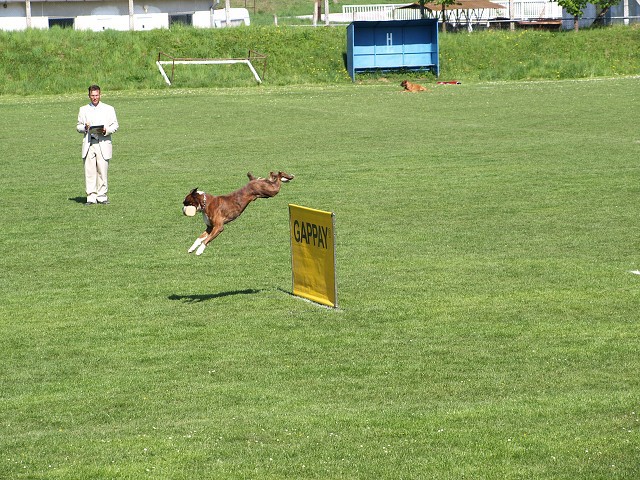 www.atibox.net * www.euroboxer.eu * www.boxergenealogia.eu